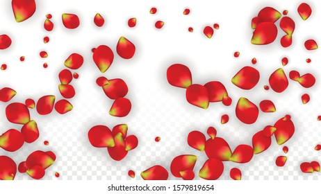 Vector Realistic Red Rose Petals Falling on Transparent Background.  Romantic Flowers Illustration. Flying Petals. Sakura Spa Design. Blossom Rose Confetti. Design Elements for  Mother's Day.