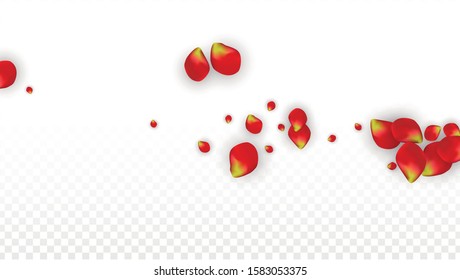 Vector Realistic Red Rose Petals Falling on Transparent Background.  Romantic Flowers Illustration. Flying Petals. Sakura Spa Design. Blossom Rose Confetti. Design Elements for  Web Design.