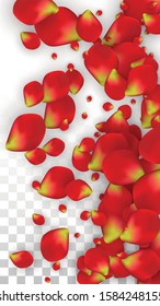 Vector Realistic Red Rose Petals Falling on Transparent Background.  Romantic Flowers Illustration. Flying Petals. Sakura Spa Design. Blossom Rose Confetti. Design Elements for  Poster Design. 