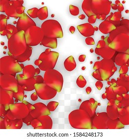 Vector Realistic Red Rose Petals Falling on Transparent Background.  Romantic Flowers Illustration. Flying Petals. Sakura Spa Design. Blossom Rose Confetti. Design Elements for  Wedding Decoration.
