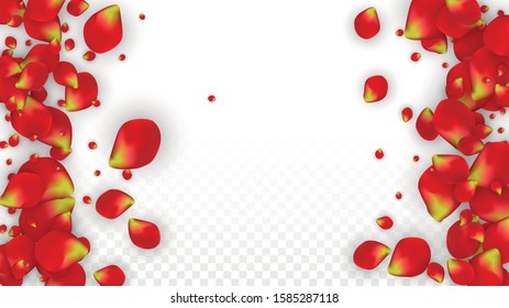 Vector Realistic Red Rose Petals Falling on Transparent Background.  Romantic Flowers Illustration. Flying Petals. Sakura Spa Design. Blossom Rose Confetti. Design Elements for  Poster Design. 
