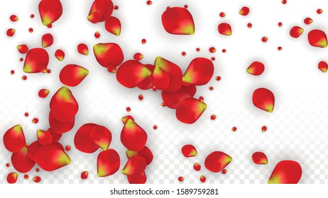 Vector Realistic Red Rose Petals Falling on Transparent Background.  Romantic Flowers Illustration. Flying Petals. Sakura Spa Design. Blossom Rose Confetti. Design Elements for  Poster Design. 