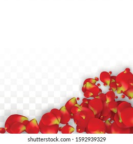 Vector Realistic Red Rose Petals Falling on Transparent Background.  Romantic Flowers Illustration. Flying Petals. Sakura Spa Design. Blossom Rose Confetti. Design Elements for  Cover Design.