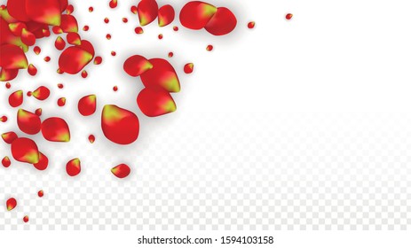Vector Realistic Red Rose Petals Falling on Transparent Background.  Romantic Flowers Illustration. Flying Petals. Sakura Spa Design. Blossom Rose Confetti. Design Elements for  Wedding Decoration.