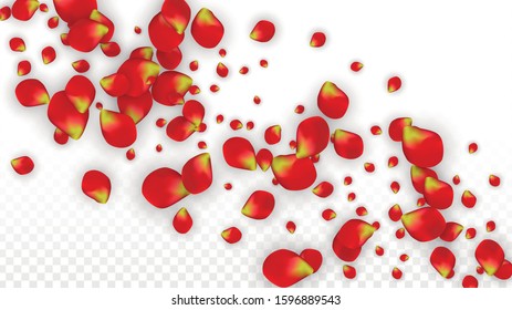 Vector Realistic Red Rose Petals Falling on Transparent Background.  Romantic Flowers Illustration. Flying Petals. Sakura Spa Design. Blossom Rose Confetti. Design Elements for  Banner Design.