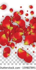 Vector Realistic Red Rose Petals Falling on Transparent Background.  Romantic Flowers Illustration. Flying Petals. Sakura Spa Design. Blossom Rose Confetti. Design Elements for  8 March Card.