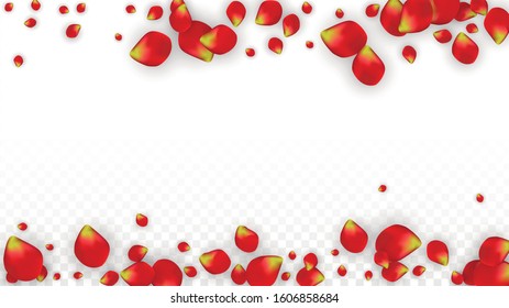Vector Realistic Red Rose Petals Falling on Transparent Background.  Romantic Flowers Illustration. Flying Petals. Sakura Spa Design. Blossom Rose Confetti. Design Elements for  Cover Design.