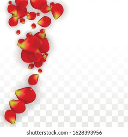 Vector Realistic Red Rose Petals Falling on Transparent Background.   