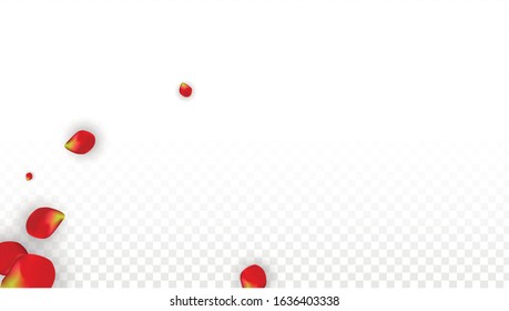 Vector Realistic Red Rose Petals Falling on Transparent Background.  Romantic Flowers Illustration. Flying Petals. Sakura Spa Design. Blossom Rose Confetti. Design Elements for  Wedding Decoration.
