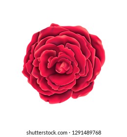 Vector realistic rose blossom, isolated on a white background.