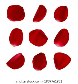 Vector realistic rose petals on white background.