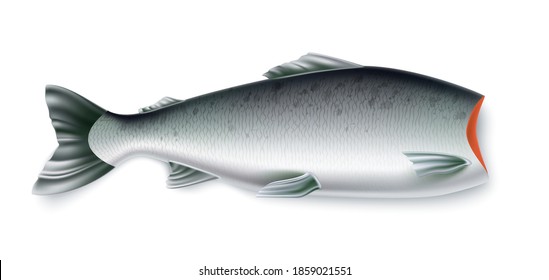 Vector realistic salmon fish for restaurant menu design. Marine meal. Raw trout without head. Cut head fin for coocking. Seafood meal.