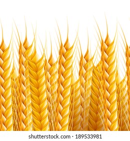 Vector realistic seamless wheat background illustration.