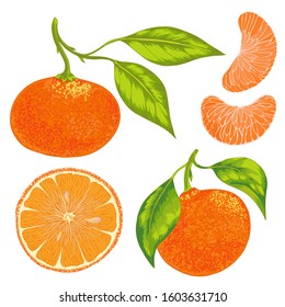 Vector realistic set of mandarin, tangerine, orange with leaves. 