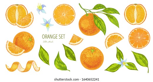 Vector realistic set of oranges fruit with leaves and flowers