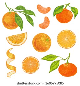 Vector realistic set of oranges and tangerines fruit.