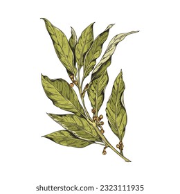 Vector realistic sketch isolated illustration of fragrant bay leave. Color hand drawn dry branch of bay leaf with corns, pepper on white background. Herbs, spices, natural flavors concept