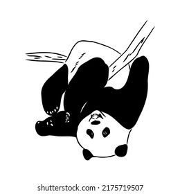 Vector realistic sketch of Panda figure in full-length, Hand drawn illustration