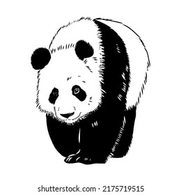 Esbozo vectorial realista de la figura de Panda en la ilustración de mano