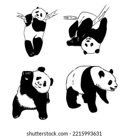 Vector realistic sketch of Panda figure in full-length, Hand drawn illustration