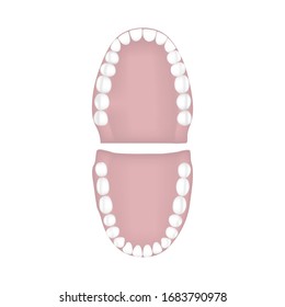 Vector Realistic Teeth, Upper, Lower Adult Jaw, Top View. Anatomy Concept. Orthodontist Human Teeth Scheme. Medical Oral Health. Design Template of Prosthetics, Periodontal Disease Gums, Veneers