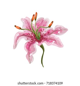 Vector realistic tender watercolor like vivid pink lily on white stock art