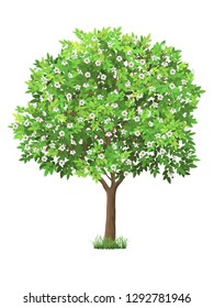 Vector realistic tree with green leaves and blooming flowers. Garden fruit tree with a lush crown. Detailed plant. Isolated on white background.