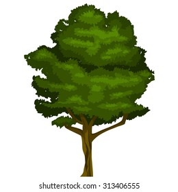 vector realistic tree illustration with green leaves in oval form