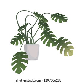 Vector realistic tropic flower monstera in a pot