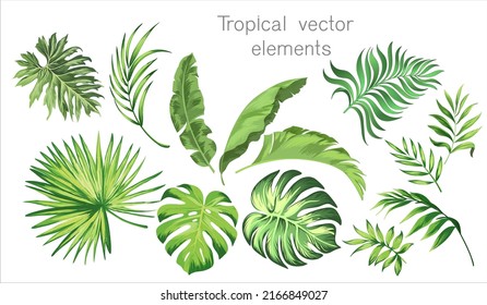 Vector realistic tropic set. Botanical tropical palm leaves. Isolated elements on a white background.