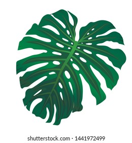 Vector realistic tropical green leaf of Monstera on white background