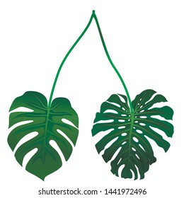 Vector realistic tropical green leaves of Monstera on white background