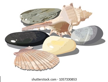Conchas tropicales realistas del Vector y guijarros del mar aislados en el fondo blanco. EPS-10 separados por grupos y capas para una fácil edición.