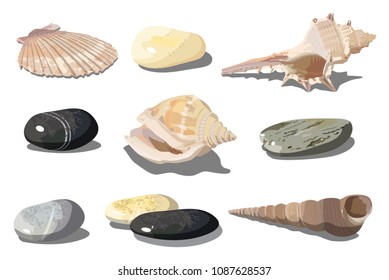 Conchas tropicales vectoriales y guijarros marinos aislados en fondo blanco. EPS-10 separado por grupos y capas para una fácil edición.