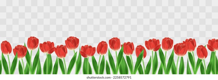 Vector realistic tulips. Colorful tulip flowers with leaves isolated on png background. Vector spring banner and nature design for Happy Women's, Mother's Day and birthday celebration