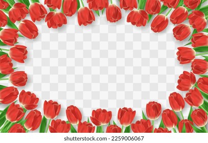 Vector realistic tulips. Colorful tulip flowers with leaves isolated on png background. Vector spring banner and nature design for Happy Women's, Mother's Day and birthday celebration