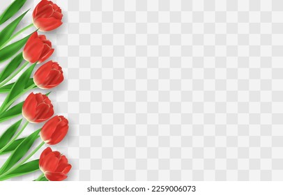 Vector realistic tulips. Colorful tulip flowers with leaves isolated on png background. Vector spring banner and nature design for Happy Women's, Mother's Day and birthday celebration