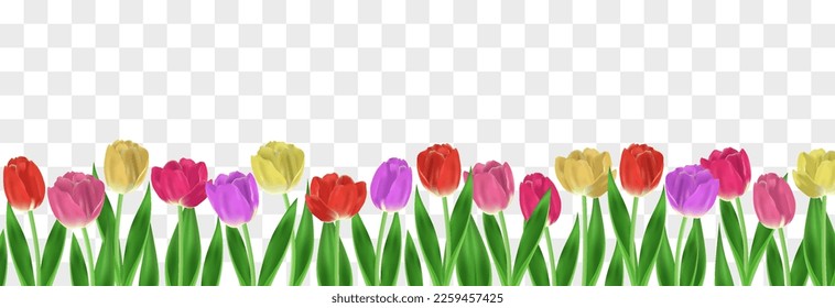 Vector realistic tulips. Colorful tulip flowers with leaves isolated on png background. Vector spring banner and nature design for Happy Women's, Mother's Day and birthday celebration