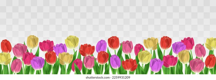 Vector realistic tulips. Colorful tulip flowers with leaves isolated on png background. Vector spring banner and nature design for Happy Women's, Mother's Day and birthday celebration