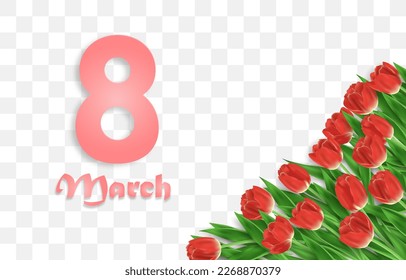 Vector realistic tulips. Colorful tulip flowers with leaves isolated on png background. Vector spring banner and nature design for Happy Women's, Mother's Day and birthday celebration