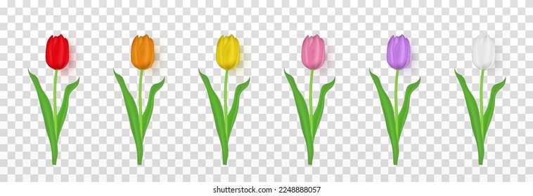 Vector realistic tulips on an isolated transparent background. Multicolored tulips png. Flower, plant png. Tulips for March 8, World Women's Day.