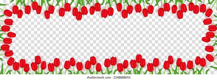 Vector realistic tulips png. Red tulips png. Frame of lulips. Festive banner with tulips. Tulips for March 8, World Women's Day.