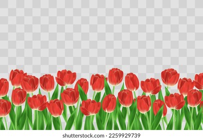 Vector realistic tulips. Red tulip flowers with leaves isolated on png background. Vector spring banner and nature design for Happy Women's, Mother's Day and birthday celebration