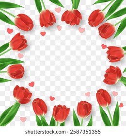 Vector realistic tulips. Red tulip flowers with leaves isolated on png background. Vector spring banner and nature design. Happy Women's, Mother's Day and birthday celebration.