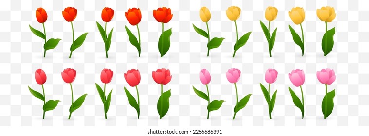 Vector realistic tulips set. Colorful tulip flowers with leaves isolated on png background. Vector spring banner and nature design for Happy Women's, Mother's Day and birthday celebration