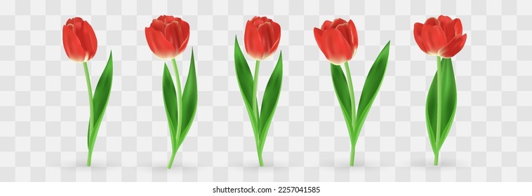 Vector realistic tulips set. Colorful tulip flowers with leaves isolated on png background. Vector spring banner and nature design for Happy Women's, Mother's Day and birthday celebration