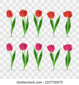 Vector realistic tulips set. Colorful tulip flowers with leaves isolated on png background. Vector spring banner and nature design for Happy Women's, Mother's Day and birthday celebration