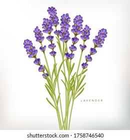 Vector Realistic Violet French Lavender Illustration