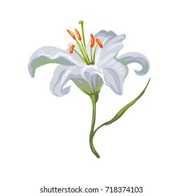 Vector realistic vivid white lily on white stock art