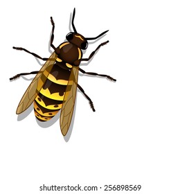 vector realistic wasp